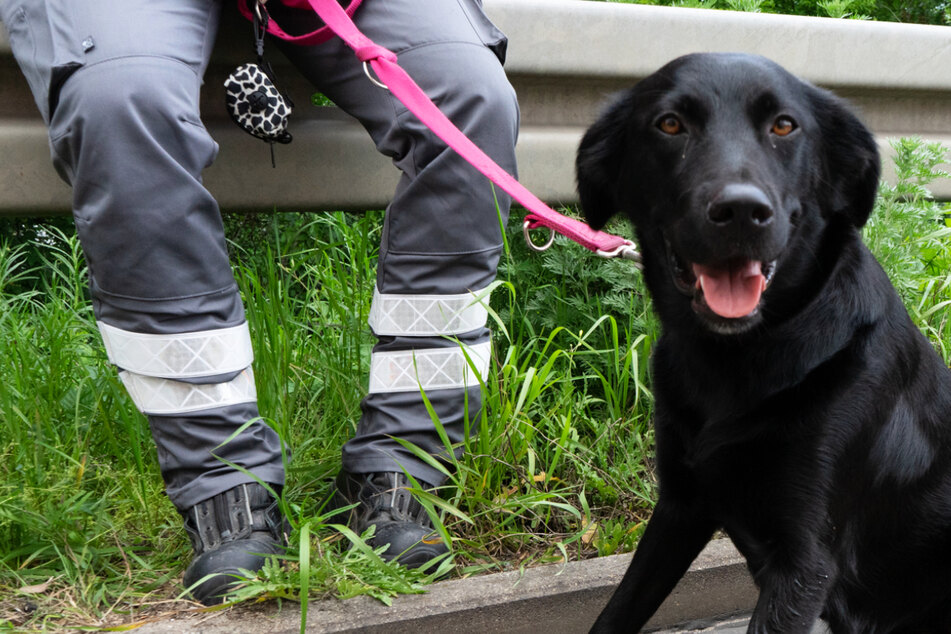 Unfall A5: Autobahn-Unfall: Hund unverletzt, Frauchen muss ins Krankenhaus