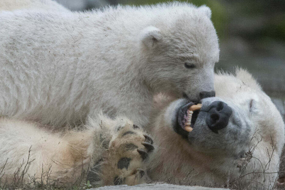 Das kleine Eisbären-Mädchen beim Spielen mit Mutter Tonja.