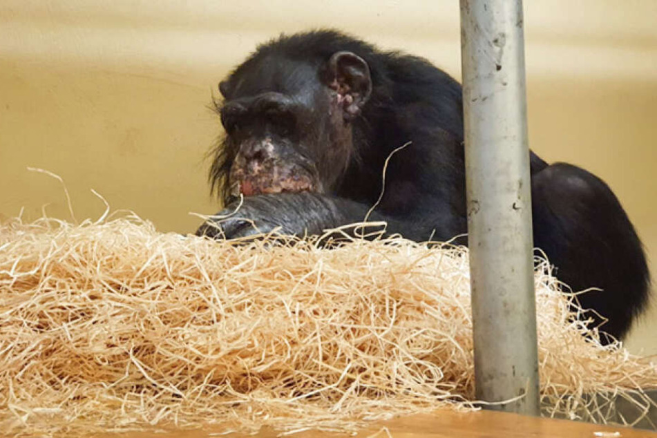 Schimpanse "Bally" nach dem Brand im Krefelder Zoo.