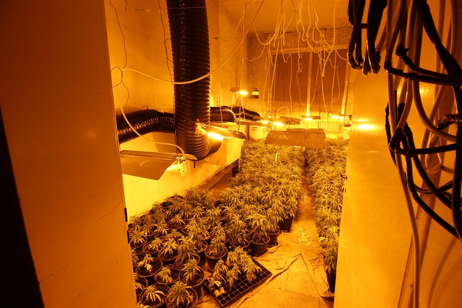 In den Räumlichkeiten der durchsuchten Halle entdeckten die Einsatzkräfte mehr als 1000 Cannabispflanzen.