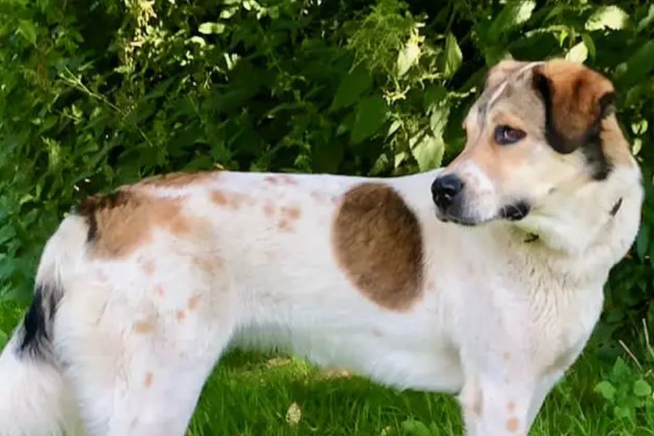 Seit vier Jahren im Tierheim: Hündin Esma hat die Hoffnung noch nicht aufgegeben