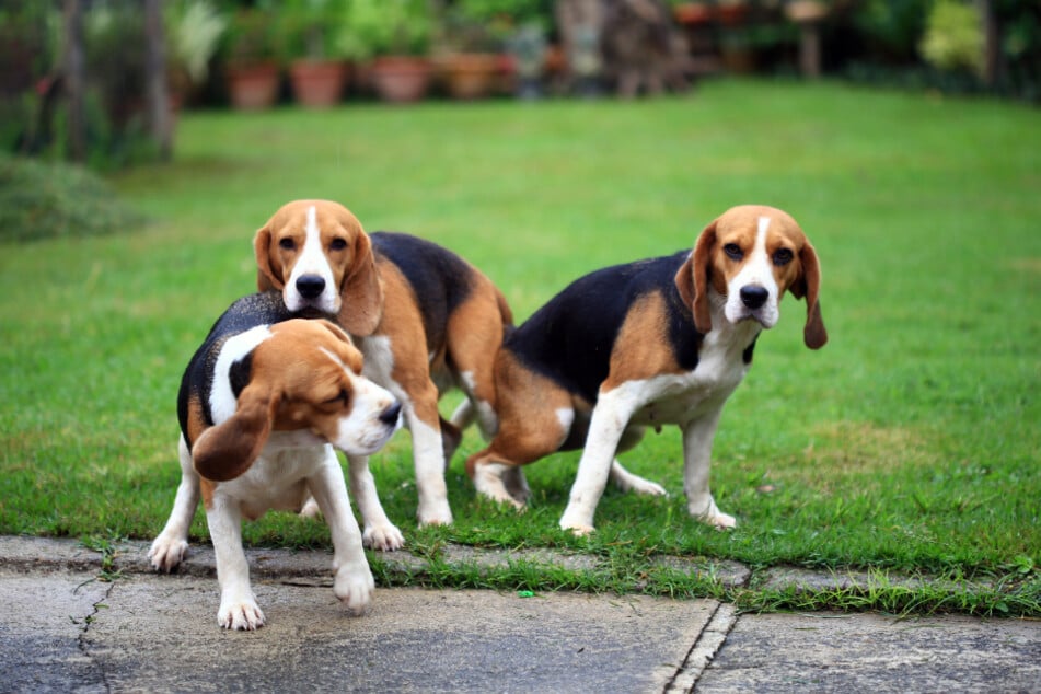 Welpen und junge Hunde besteigen sich manchmal beim Spielen, da sie ihren Sexualtrieb entdecken.