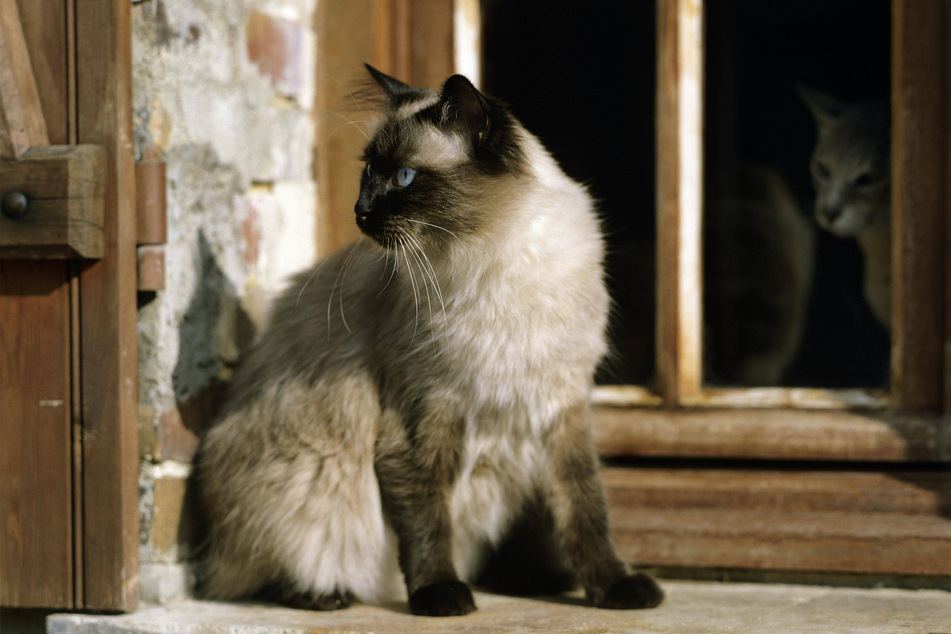 If you have ever met a Balinese cat, you've surely fallen in love.