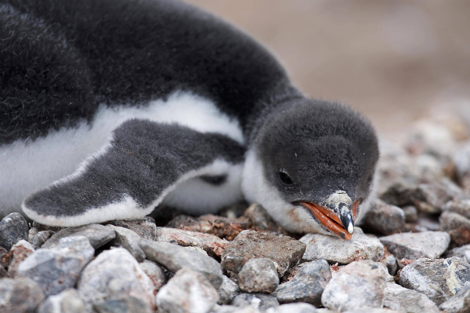 Penguins populations could decline at alarming rates if bird flu isn't brought under control.