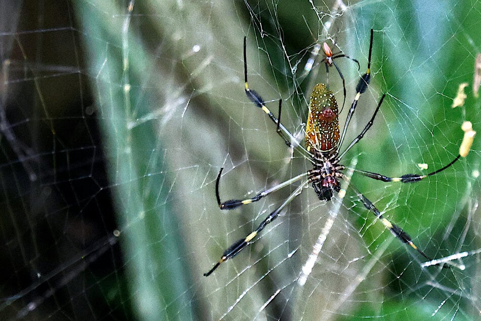 Riesenspinne im Anmarsch! Großstadt bereitet sich auf Invasion vor