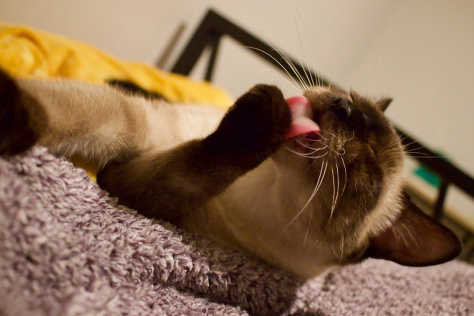 Solange sich die Katze
                    nicht die ganze Zeit ununterbrochen putzt, ist
                    dieses Verhalten unbedenklich.