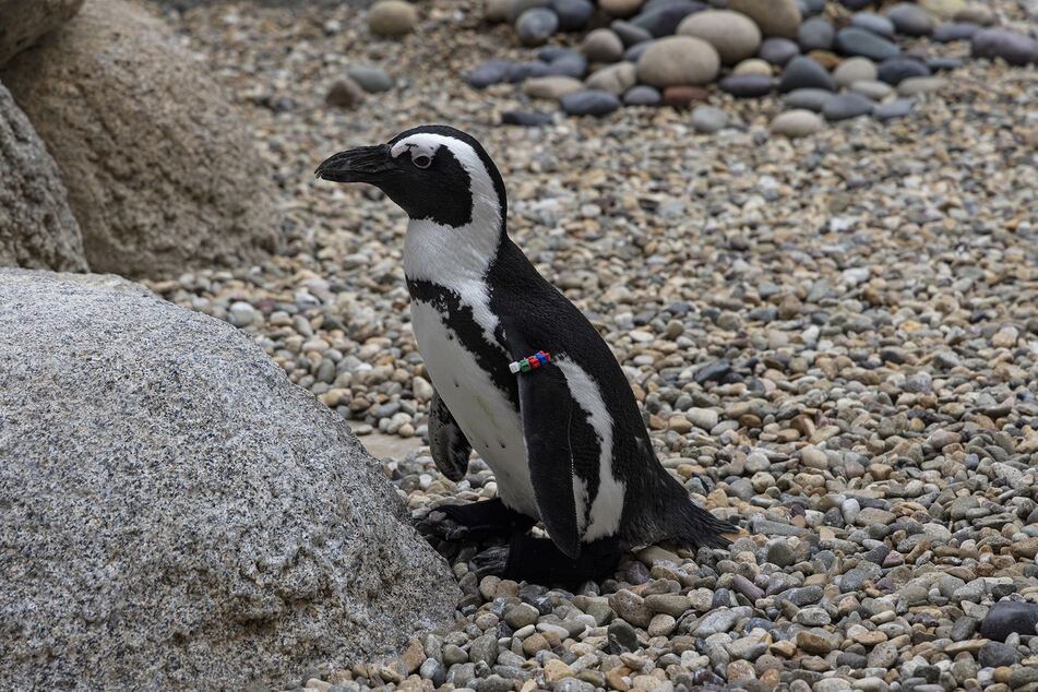 Hopefully, these new shoes will help the penguin Lucas go about his penguin business.