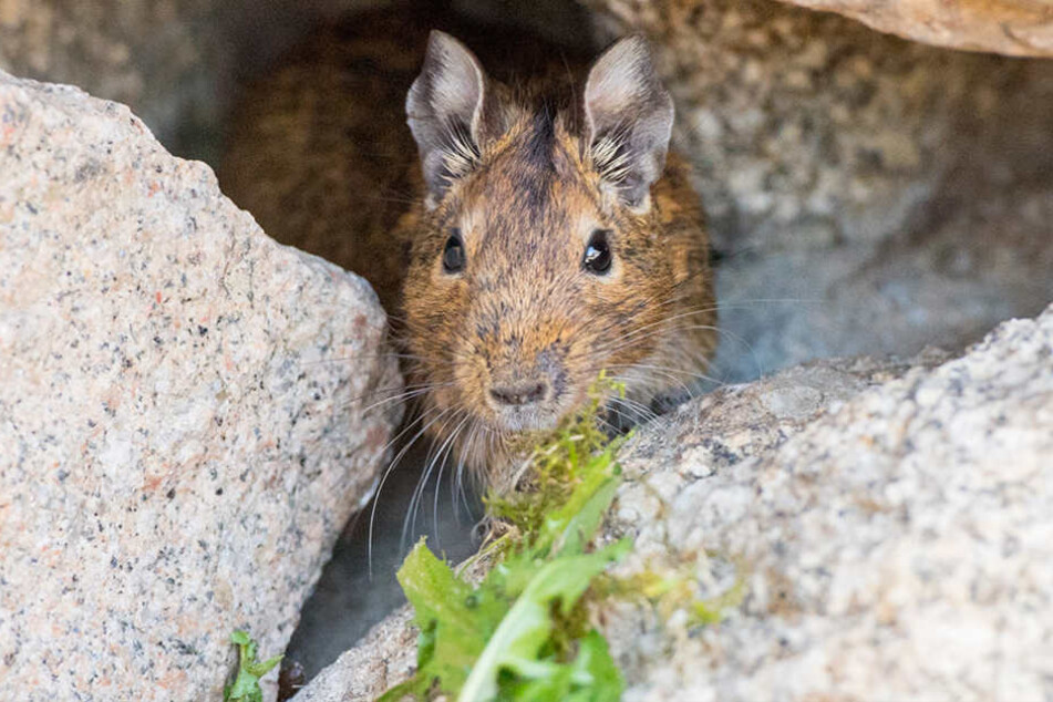 Sonst in Chile beheimatet, fanden die "Gewöhnlichen Degus" in Aue ein Heim.