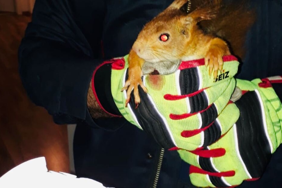 Happy End: Das Eichhörnchen konnte von der Feuerwehr gerettet werden.