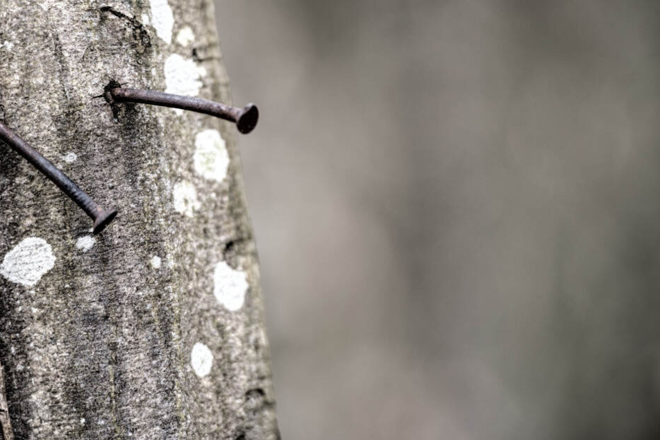 Bei dem Spiel ging es darum, Nägel in einen Baum zu schlagen. (Symbolbild)