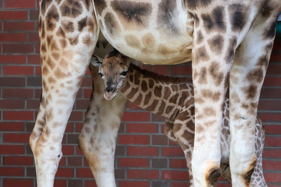 Der frisch benannte Rothschild-Giraffen-Junge wurde am 28. April im Tierpark geboren.