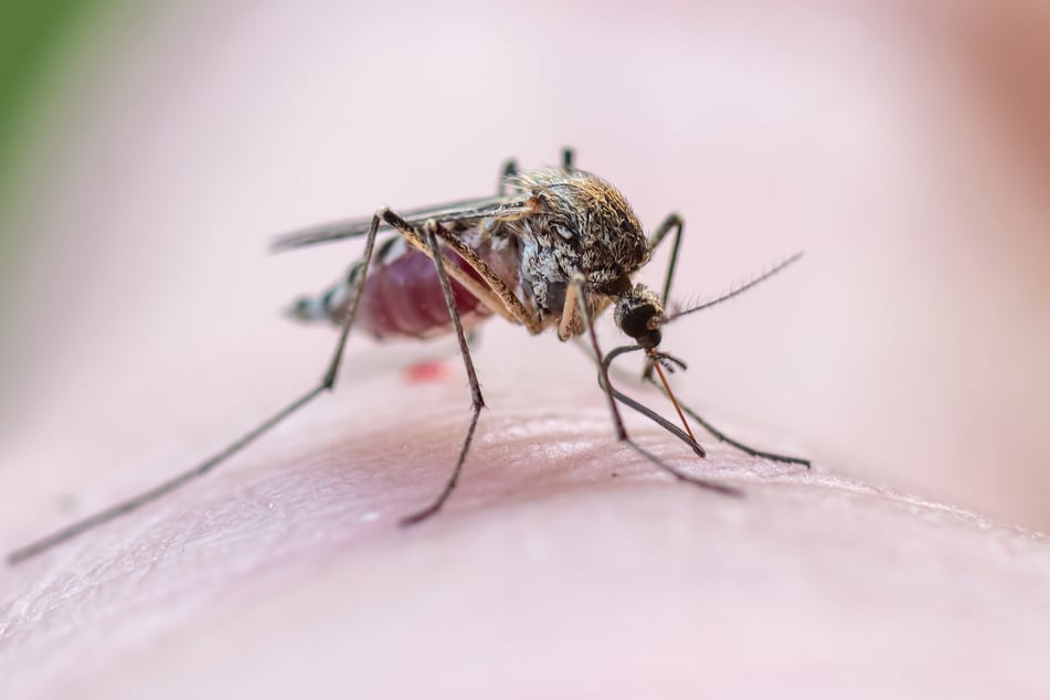Geraten Dresdens Sportler jetzt ins Visier von Insekten?