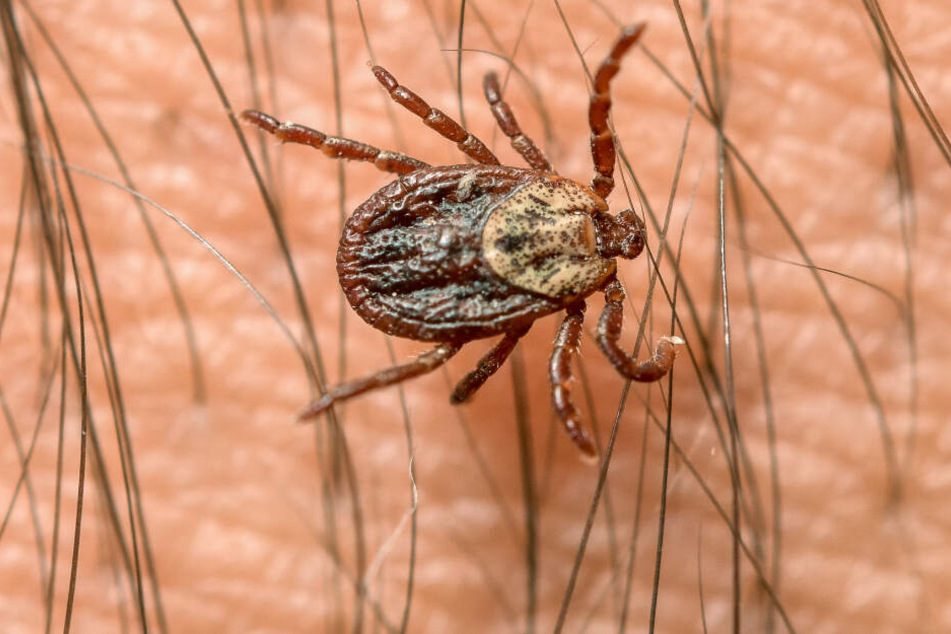 Die fiesen Krabbeltiere werden durch die warmen Temperaturen angelockt.