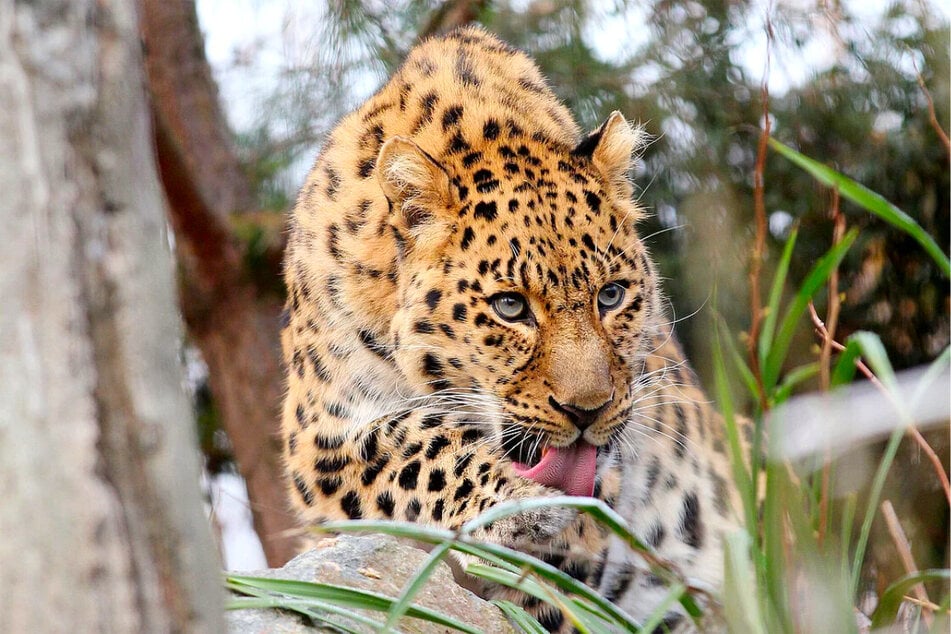 Dabei soll doch endlich wieder Nachwuchs bei den Amurleoparden her. (Archivbild)