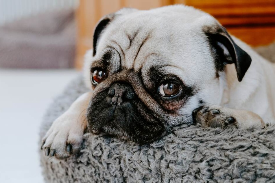 How do dogs show they are sad?