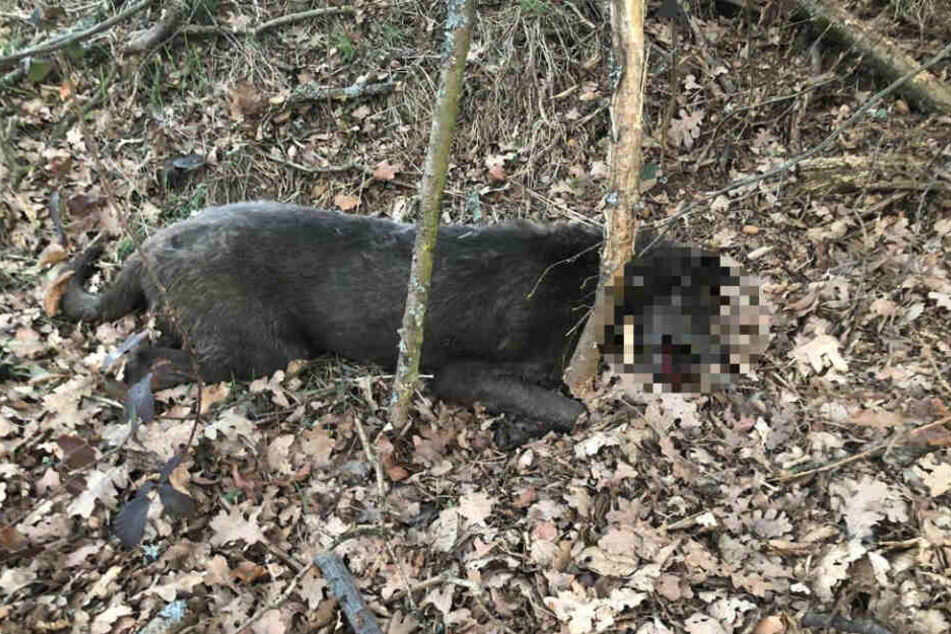 Ein toter Hund liegt auf dem Boden.