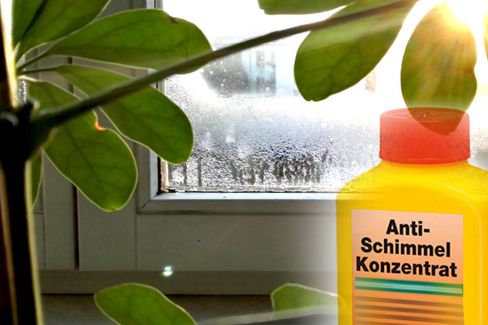 Schimmel! So gefährlich sind &quot;schwitzende Fenster&quot; TAG24