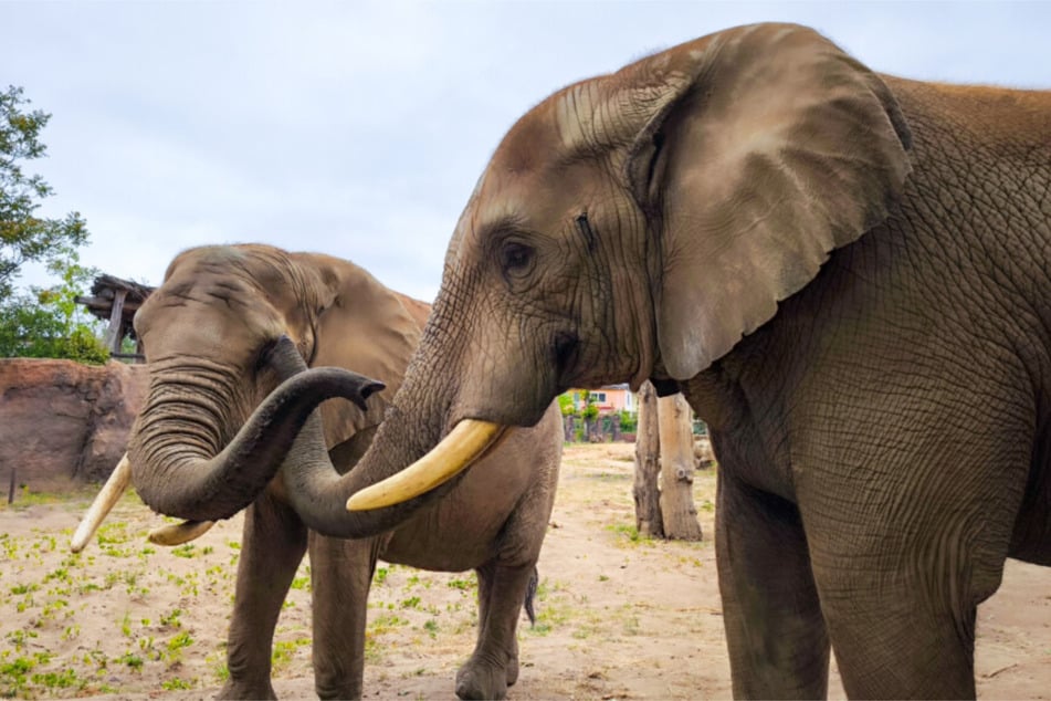 Kommt den Elefanten im Zoo Magdeburg ganz nah.