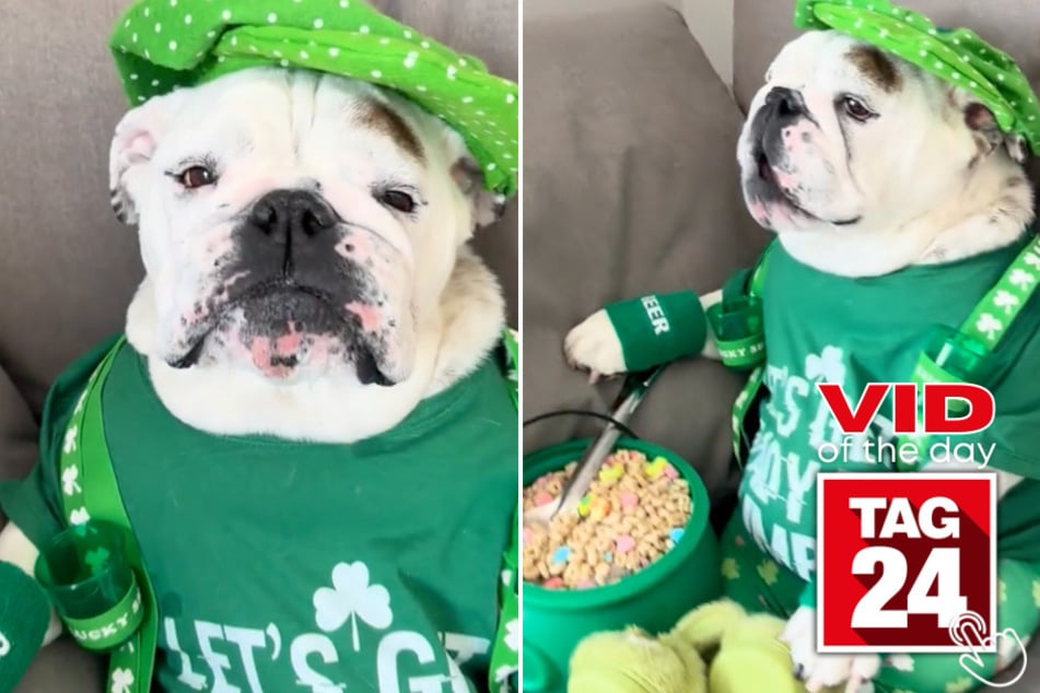 Today's Viral Video of the Day features a dog named Eggnog who went all out with a festive outfit on St. Patrick's Day, and TikTok viewers are obsessed!