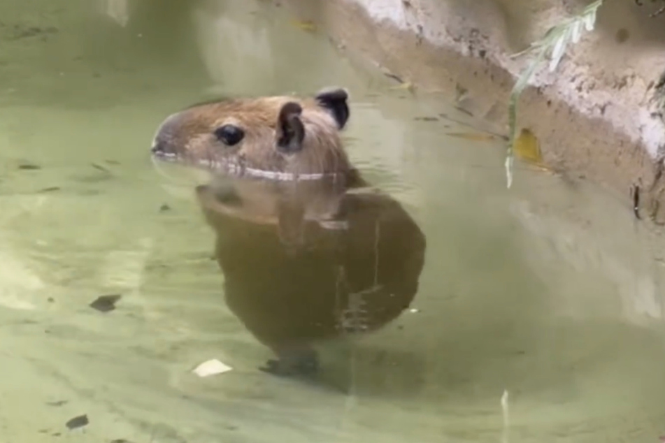 A little capybara from Miami's Zoological Wildlife Foundation has won over the internet.