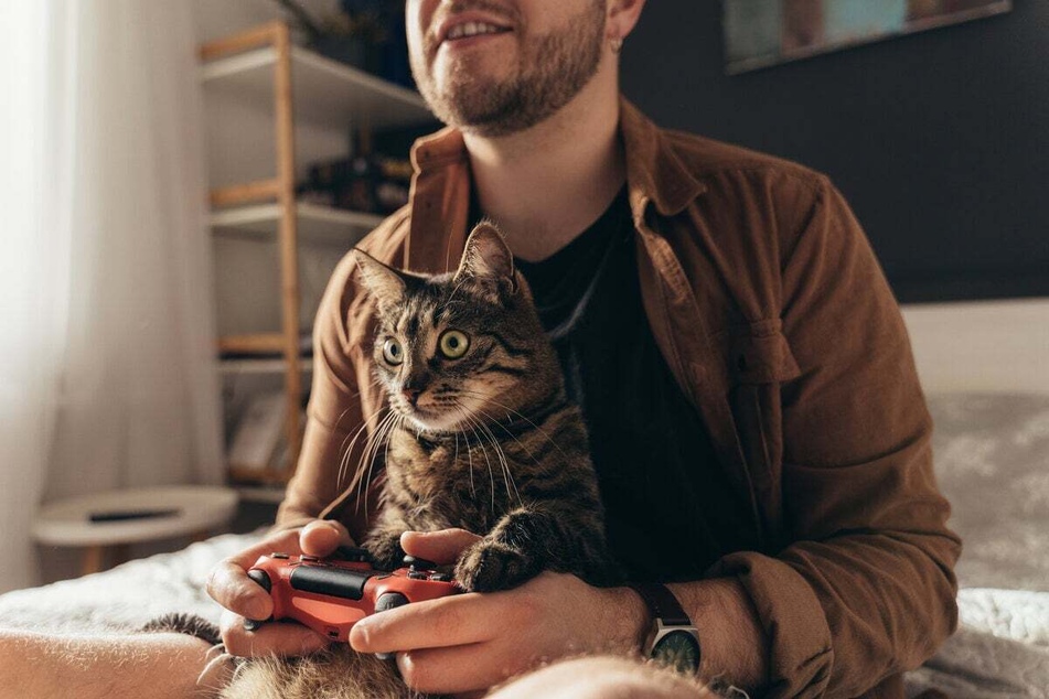 Cats will actually notice the sudden movements in TV shows and video games!