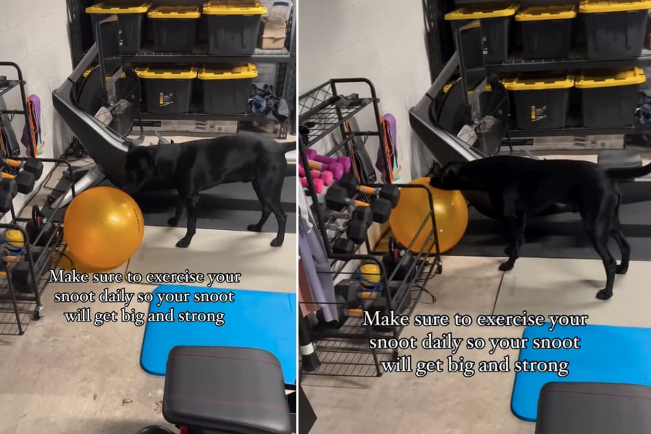 Dog invents adorable workout routine after watching his mama in the home gym