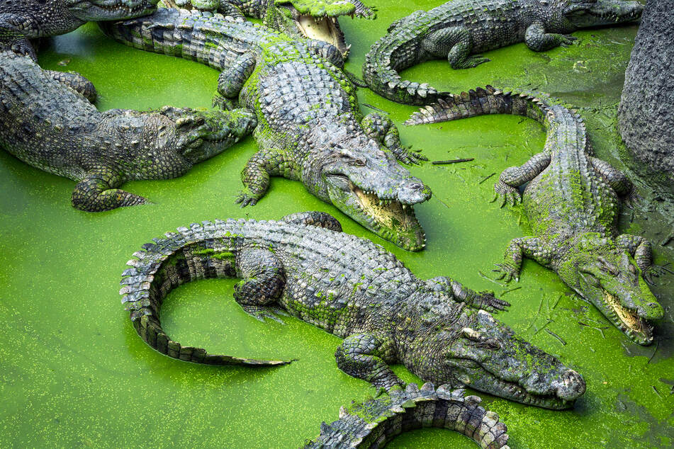 Numerous crocodiles have escaped in a breeding center in South Africa and only 27 have been recaptured so far (stock image).