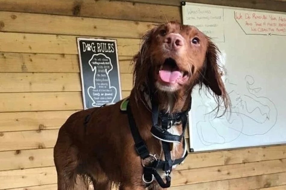 Hugo (†2) resultó gravemente herido por un cruce de Labrador marrón.