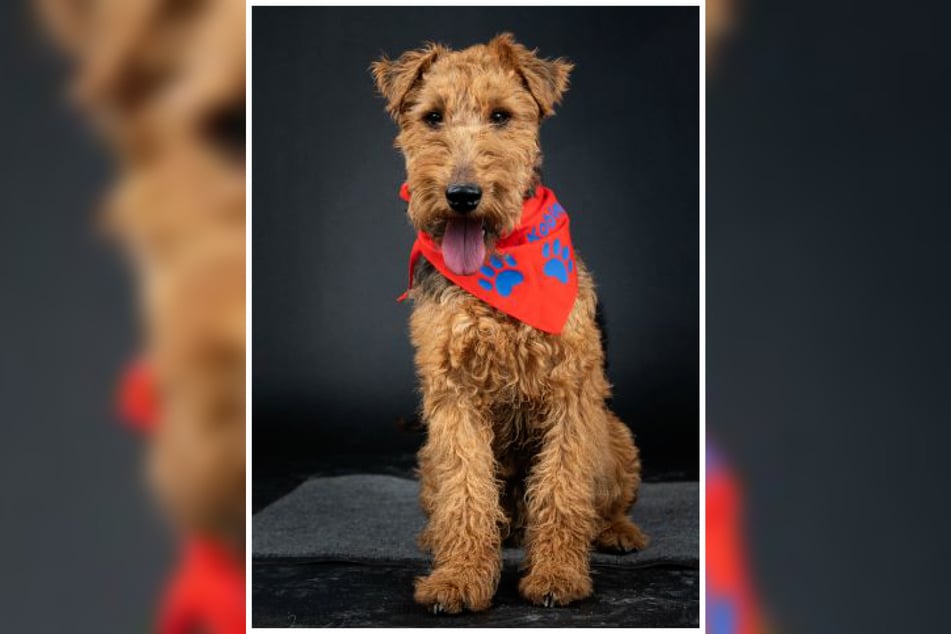 Arthur sieht aus, als könne er kein Wässerchen trüben und ist auch ein richtig feiner Kerl, neigt aber zu plötzlichen Aggressionsausbrüchen.