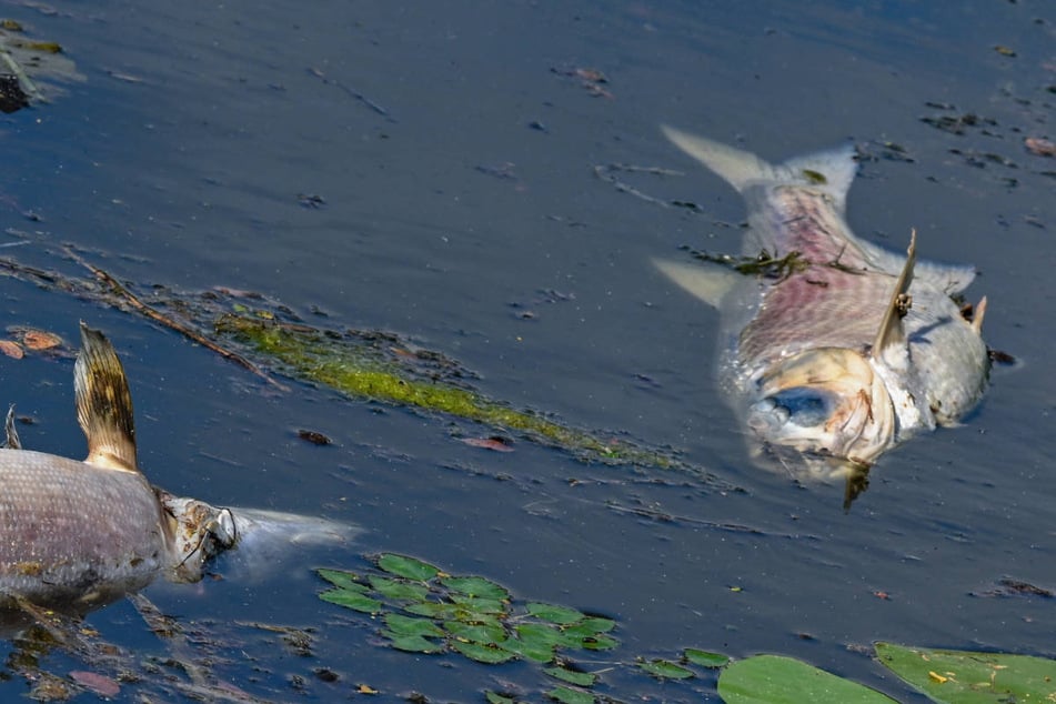 Schon wieder Fischsterben in der Oder: Giftige Alge breitet sich aus