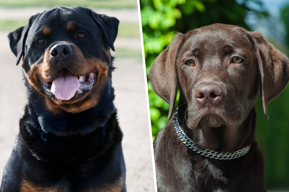 Labrador und Rottweiler zeugen Nachwuchs: Schöner Mischling sucht neues Zuhause