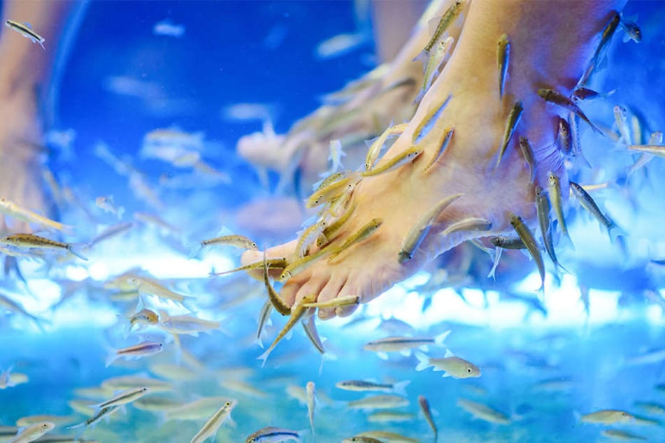 Bei der Fischpediküre sollen die Tierchen abgestorbene Nagelhaut wegknabbern, doch das ist nicht ungefährlich. (Symbolbild)