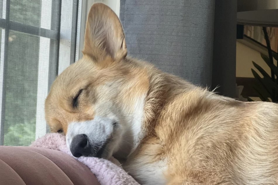 Der kleine Corgi berührte zahlreiche Herzen.
