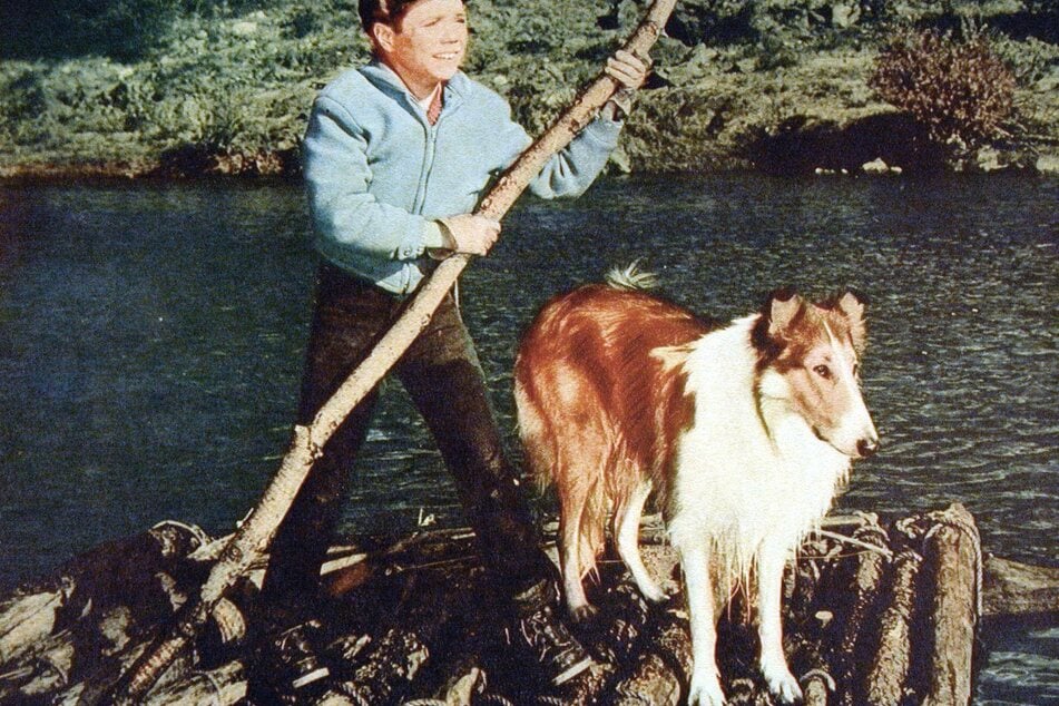 Lassie the collie acts alongside his friend Timmy, played by Jon Provost (archive image).