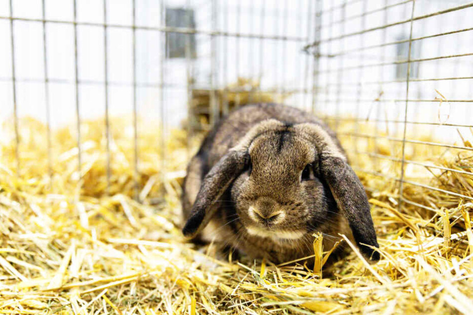 So sehen Richters gezüchtete Kaninchen aus.