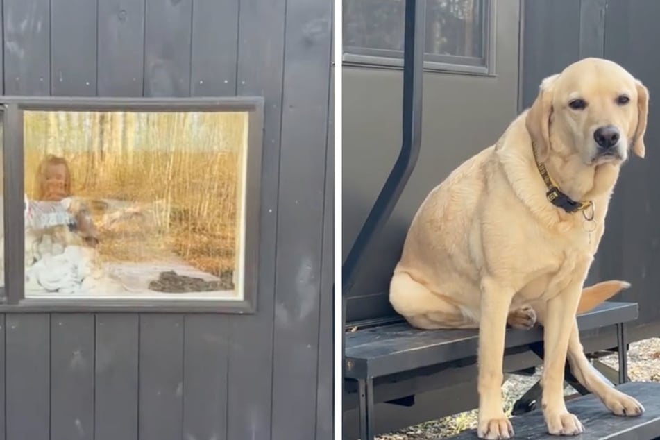 A TikTok video shows how a dog reacted to the family camping trip, and his furry little face says it all.