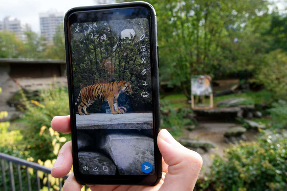 Ein digitaler Tiger wird auf dem Handy angezeigt.
