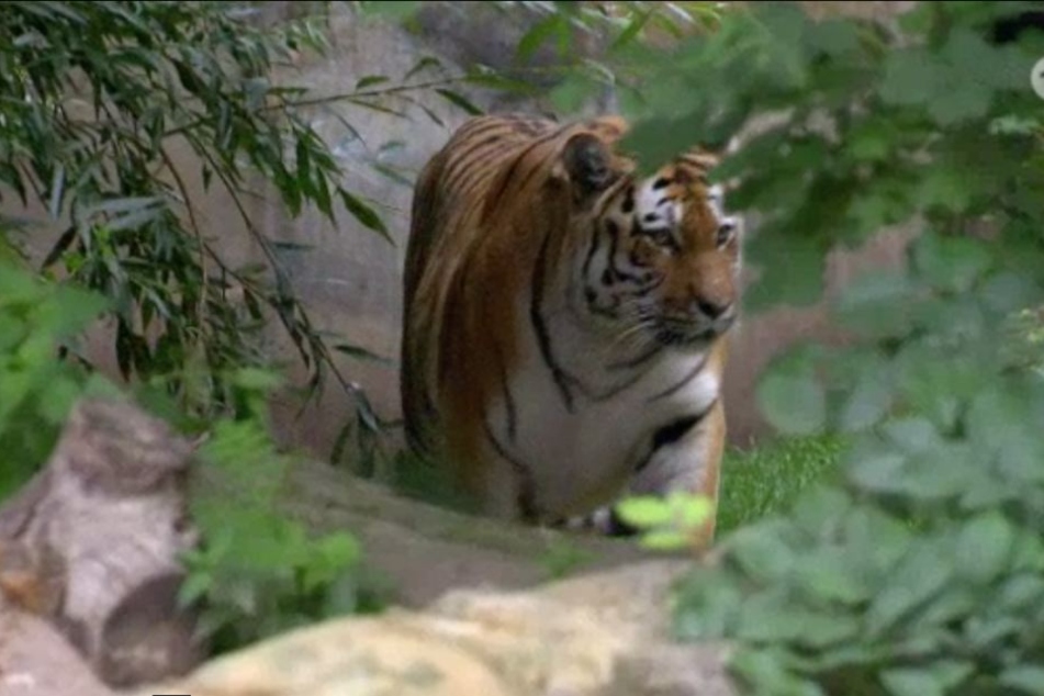 Gemächlich bewegt sich Tiger-Weibchen Bella aus ihrem Versteck zum Wassergraben, wo ein Stück Rinderfleisch auf sie wartet.