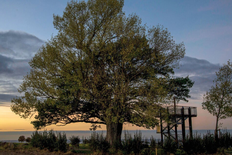 Um die Babisnauer Pappel habt Ihr einen guten Blick auf die Stadt.