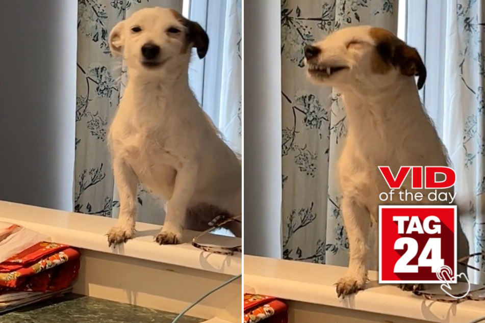 viral videos: Viral Video of the Day for April 12, 2024: Jack Russell's infectious grin has the internet wanting more: "He's smiling!"