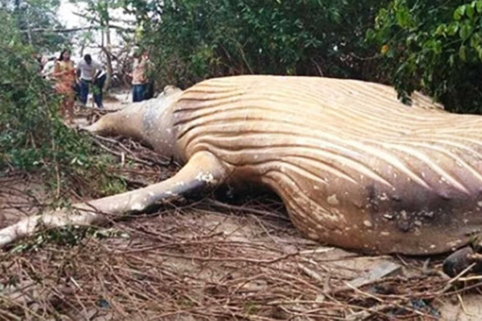 Das Kalb liegt mitten im brasilianischen Dschungel.