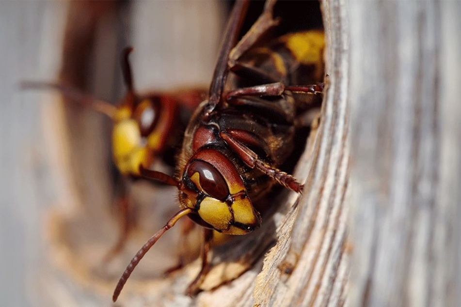 Scheinbar grundlos griffen die Insekten an (Symbolbild).