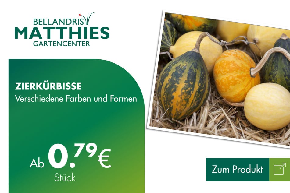 Zierkürbisse ab 0,79 Euro.