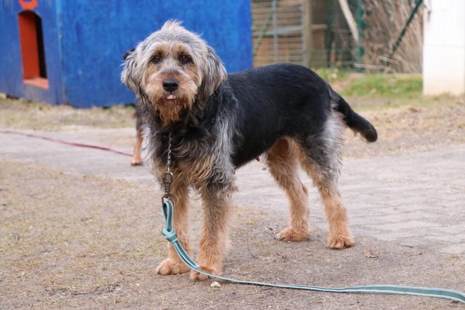 Im Tierheim lernte Bonnie nach und nach, wieder Vertrauen zu fassen.
