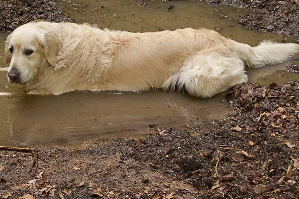Auch durch Giardien im Pfützenwasser kann Dein Hund leider krank werden.