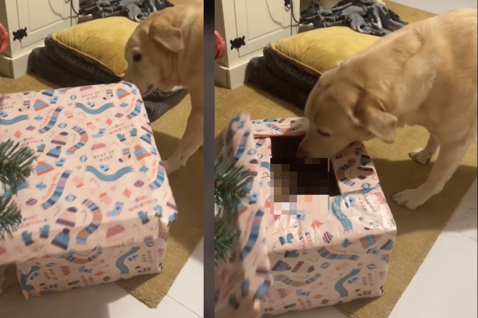 Labrador bekommt Weihnachtsgeschenk: Was er darin findet, gefällt ihm gar nicht