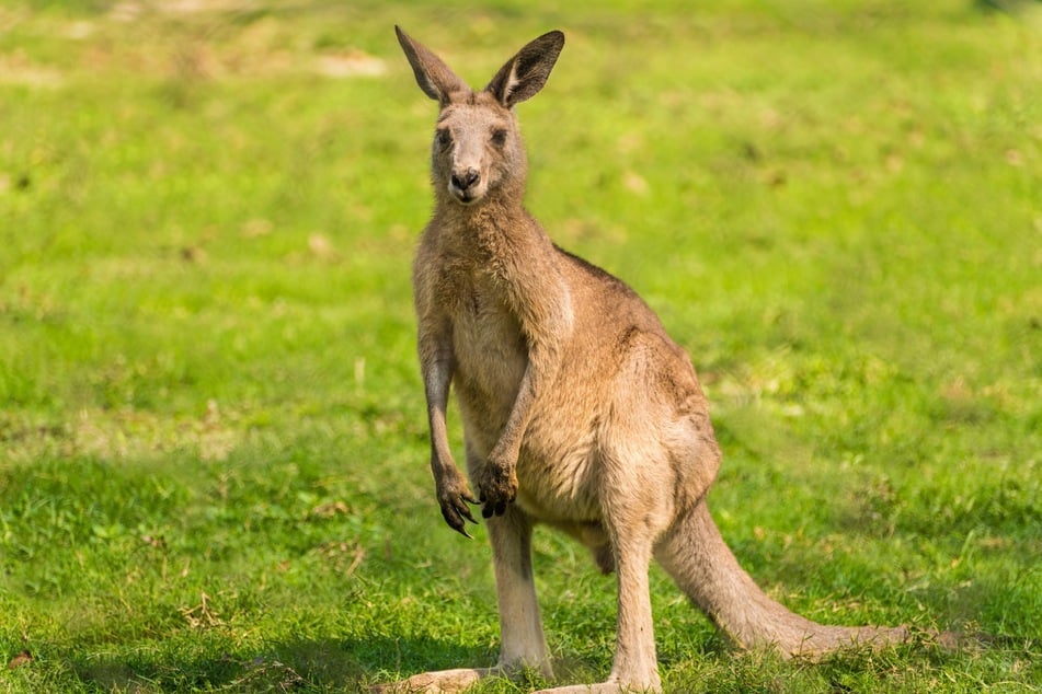 Kangaroo attacks are rare. The last fatal attack in Australia was reportedly in 1936 (stock image).