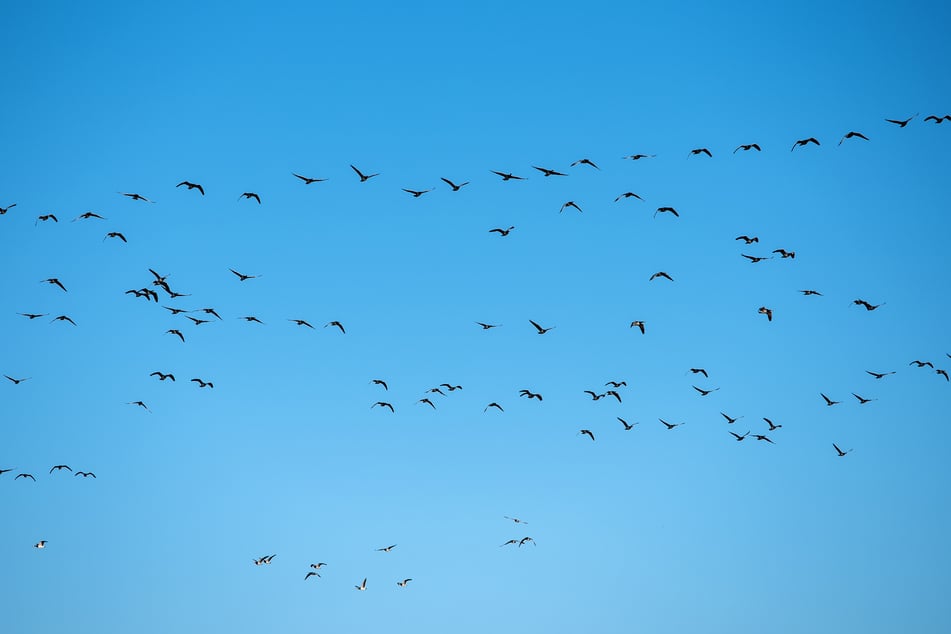 Vogelgrippe bei Graugans im Landkreis Heilbronn nachgewiesen