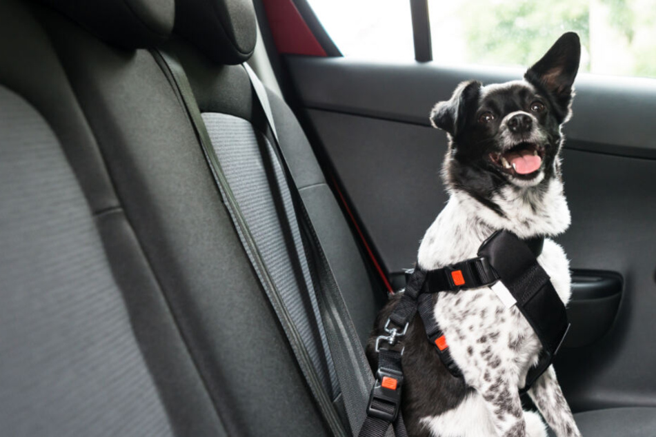 Im geklauten Auto saß auch noch ein Hund, den die Diebe mitnahmen. (Symbolbild)