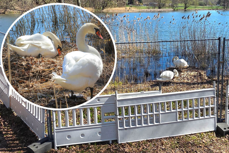 Dresden: Geht doch! Außerhalb Dresdens werden die Schwäne geschützt